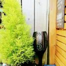 POWERplus Dragon Solar Garden Light additional 4